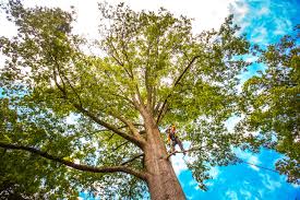 Best Tree Planting  in Coolidge, AZ